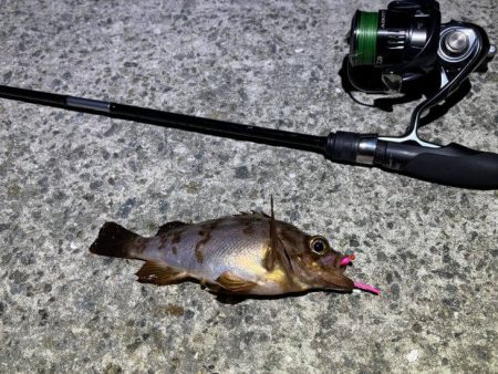 空「たか」ちゃんアジング大会