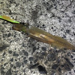 ヤリイカ終盤｜まだ釣れそうだけどラスト釣行！