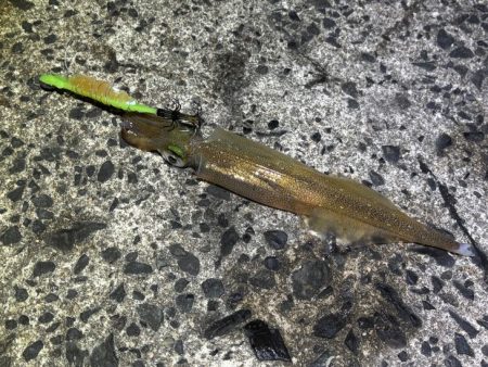 ヤリイカ終盤｜まだ釣れそうだけどラスト釣行…