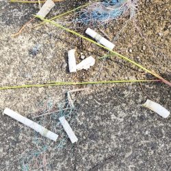 清掃活動：チニング