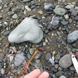 清掃活動：魚影は濃いが…