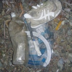 清掃活動：5月の淡水魚