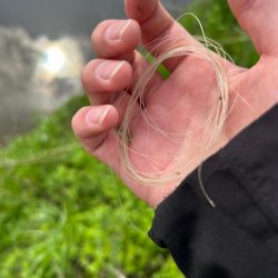 清掃活動：ナマズ