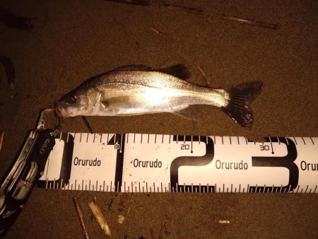 雨の後にようやく…