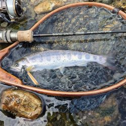 美人が出てくれました