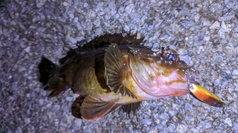 ガシラなんか渋い