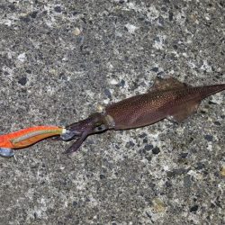 春アオリイカ狙いでしたが外道に助けられボウズ回避