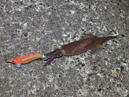 春アオリイカ狙いでしたが外道に助けられボウズ回避