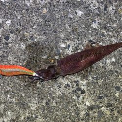 春アオリイカ狙いでしたが外道に助けられボウ…