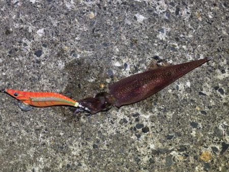 春アオリイカ狙いでしたが外道に助けられボウ…