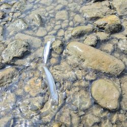 美人が出てくれました