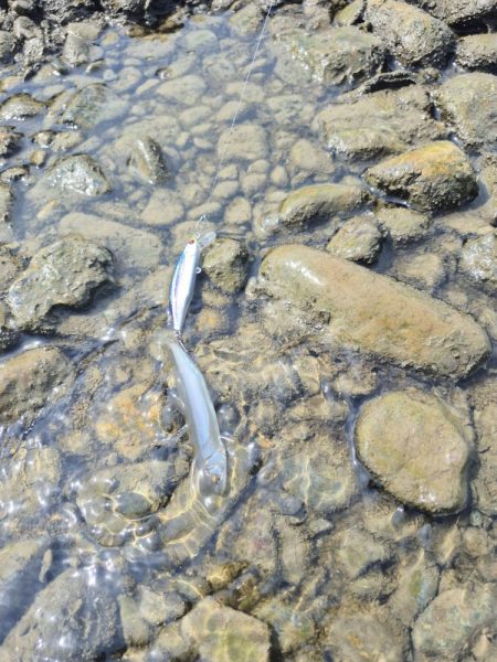 美人が出てくれました