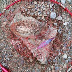 ご近所エギング