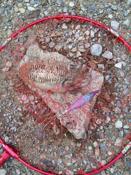 ご近所エギング