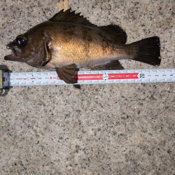 梅雨直前メバリング