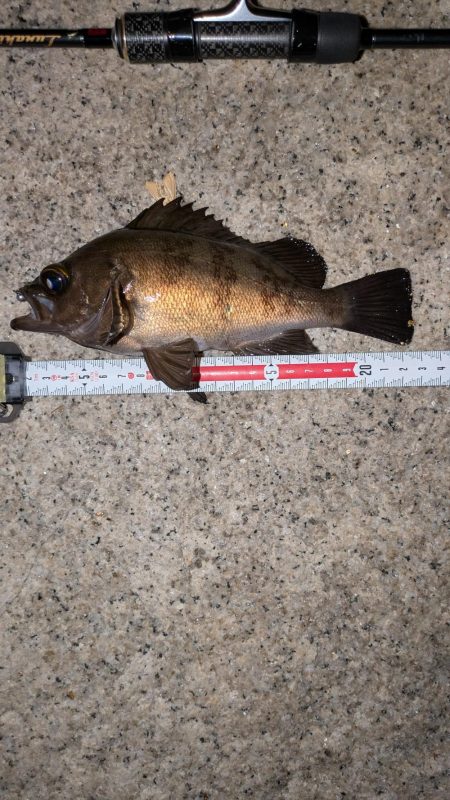 梅雨直前メバリング