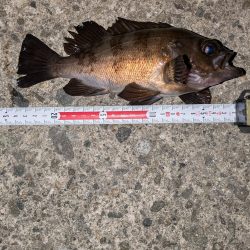 梅雨入りメバリング