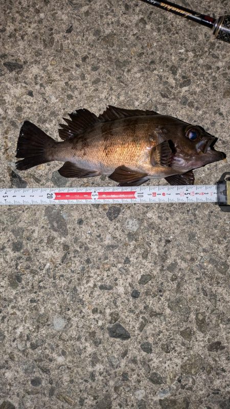 梅雨入りメバリング