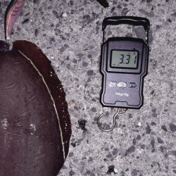 アオリは不在。