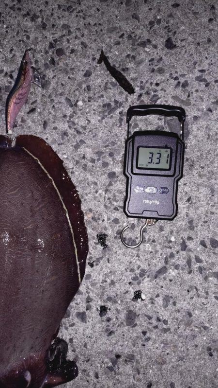 アオリは不在。