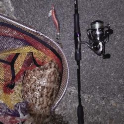 アオリは不在2。