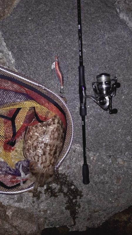 アオリは不在2。