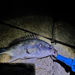 久々のチニング