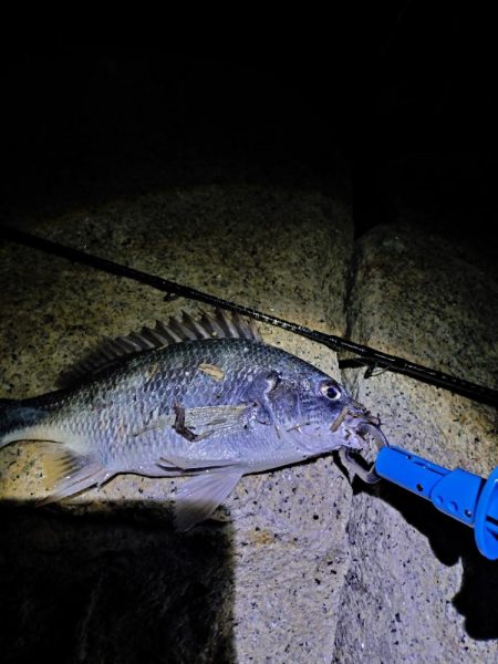 久々のチニング