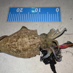 エギングとライトゲーム