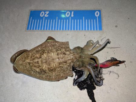 エギングとライトゲーム