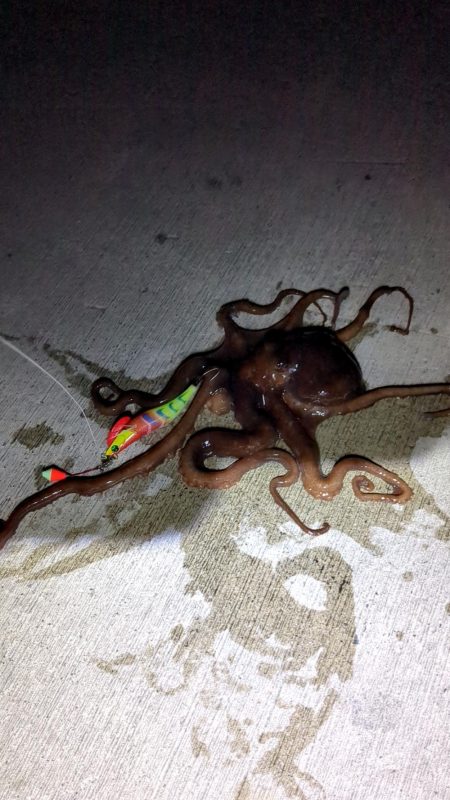 【初投稿】〜タコ始めました〜