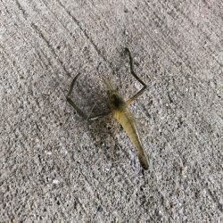 手長エビ初チャレンジ