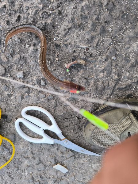 納涼アナゴ釣り