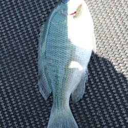 金魚かと思った笑