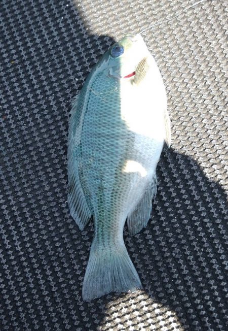 金魚かと思った笑