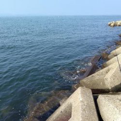 今年はダメ・・・なのか?