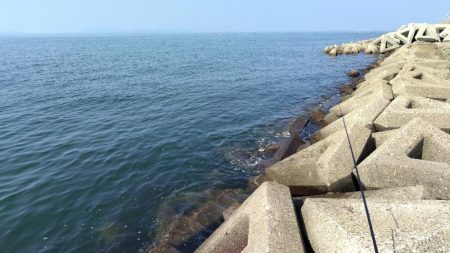 今年はダメ・・・なのか?