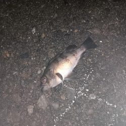 梅雨メバル狙い