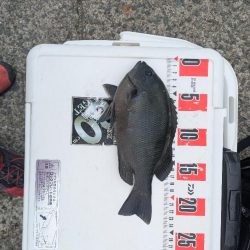 梅雨グレ釣り