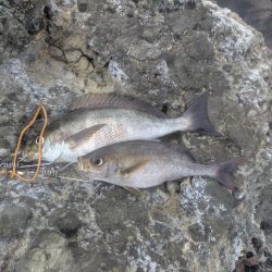 早朝の好釣果！良型イサキを求めて磯へ