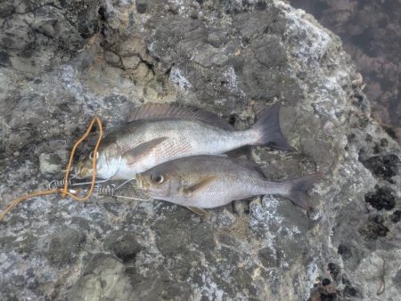 早朝の好釣果！良型イサキを求めて磯へ