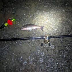 短時間でイサキとアジをゲット！雨と風の中でのナイトフィッシング