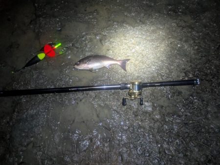 短時間でイサキとアジをゲット！雨と風の中で…