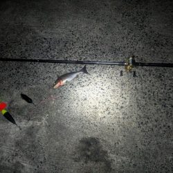 初めての漁港で良型イサキ