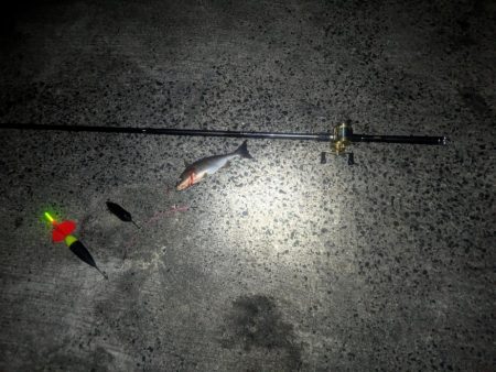 初めての漁港で良型イサキ