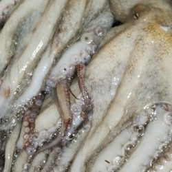 おかっぱりタコ調査