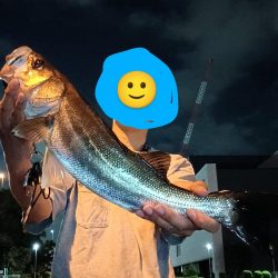 夜チヌ、シーバス