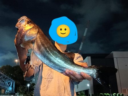 夜チヌ、シーバス