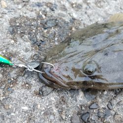 エソじゃなかった♪