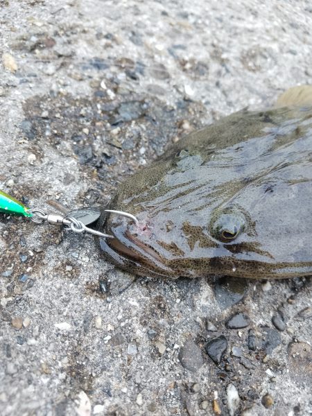 エソじゃなかった♪